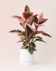 A house plant in a white pot that has rounded dark green leaves with a ton of reddish and pink variegation.
