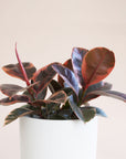 A house plant in a white pot that has rounded dark green leaves with a ton of reddish and pink variegation.