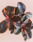 birds eye view of A house plant in a white pot that has rounded dark green leaves with a ton of reddish and pink variegation.