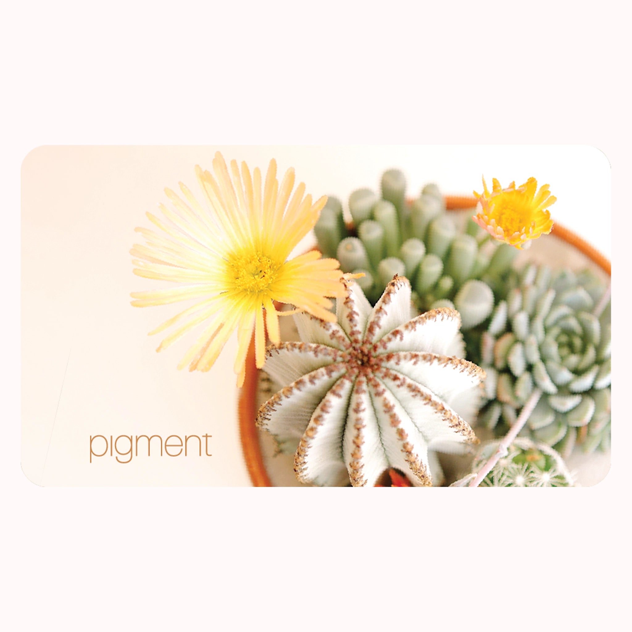 On a white background is a tan gift card with a photo of a succulent and cacti arrangement with a yellow blooming flower along with small text in the bottom left corner that reads, "Pigment". 