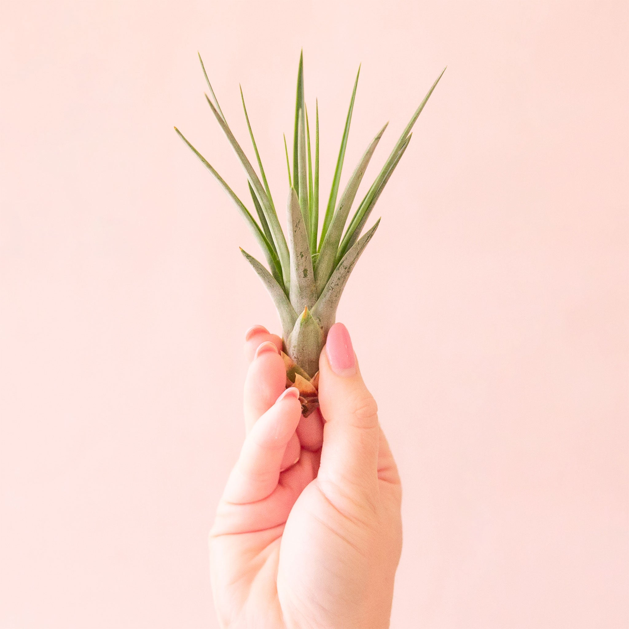 fasciculata air plant care Tillandsia