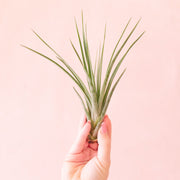 On a pink background is a green Fasciculata.