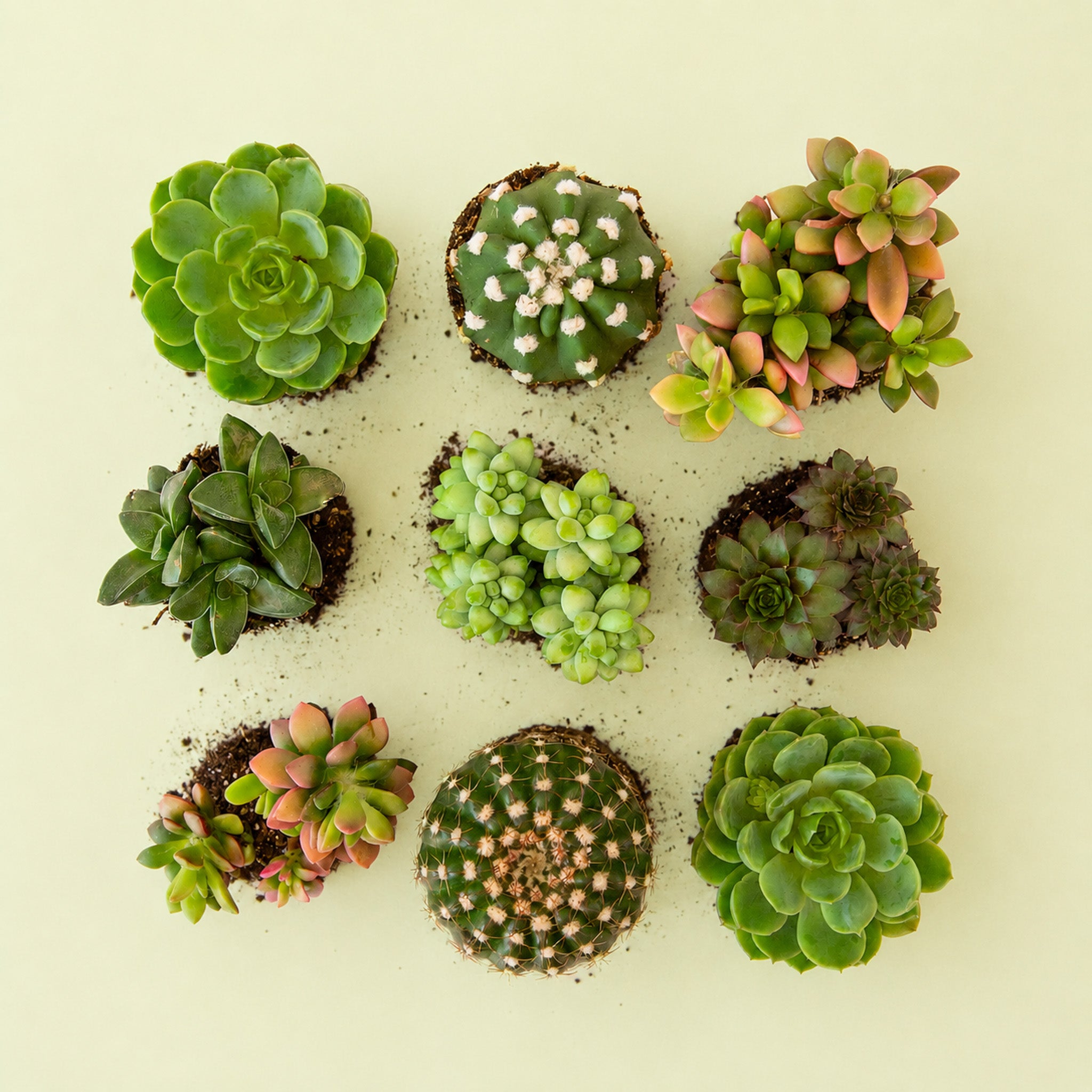 yellow green succulents Green Planting Pack – Pigment