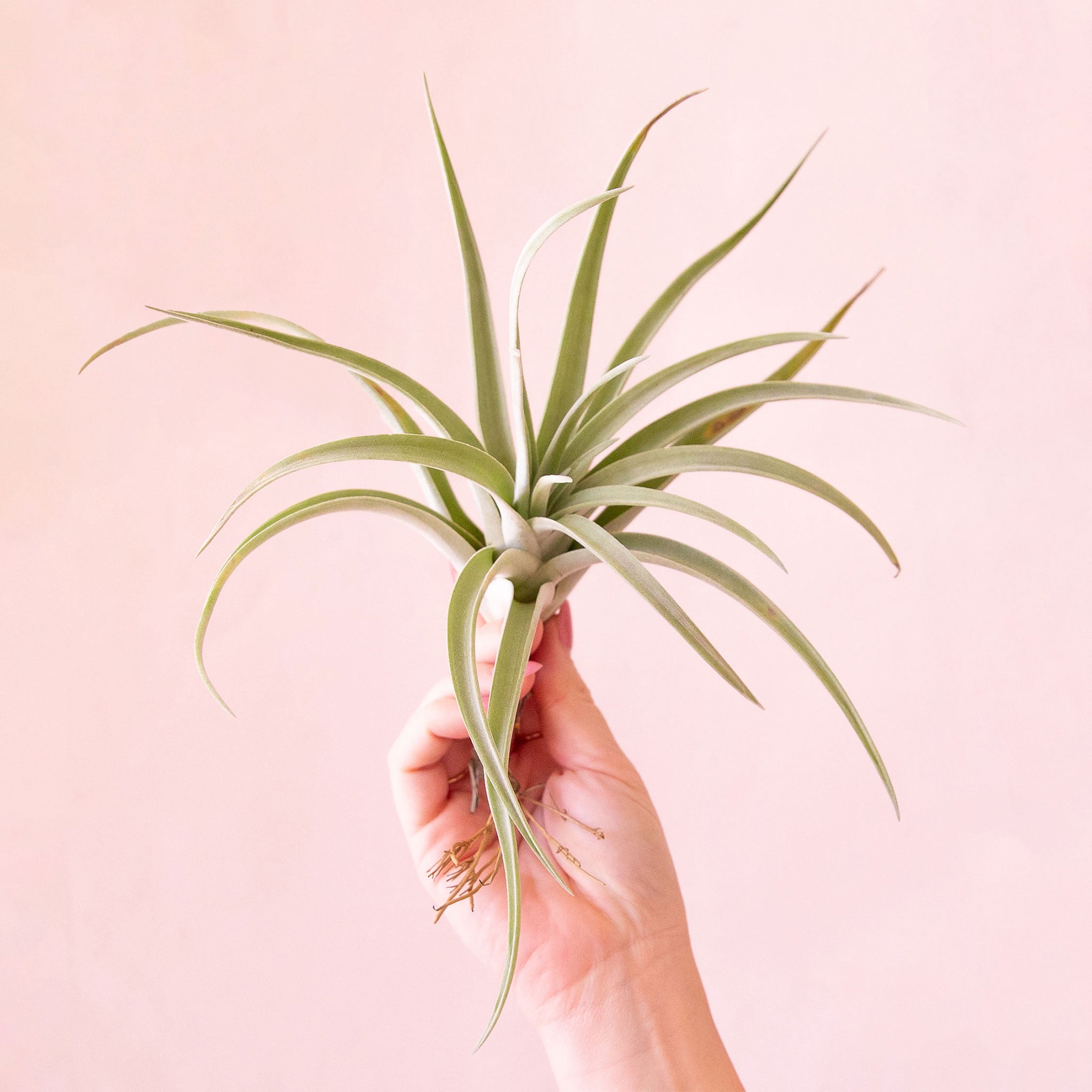 air plant harrisii Tillandsia Harrisii | Air Plants