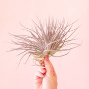 On a light pink background is a light pink and green Tillandsia Houston Pink air plant.