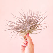 On a light pink background is a light pink and green Tillandsia Houston Pink air plant.