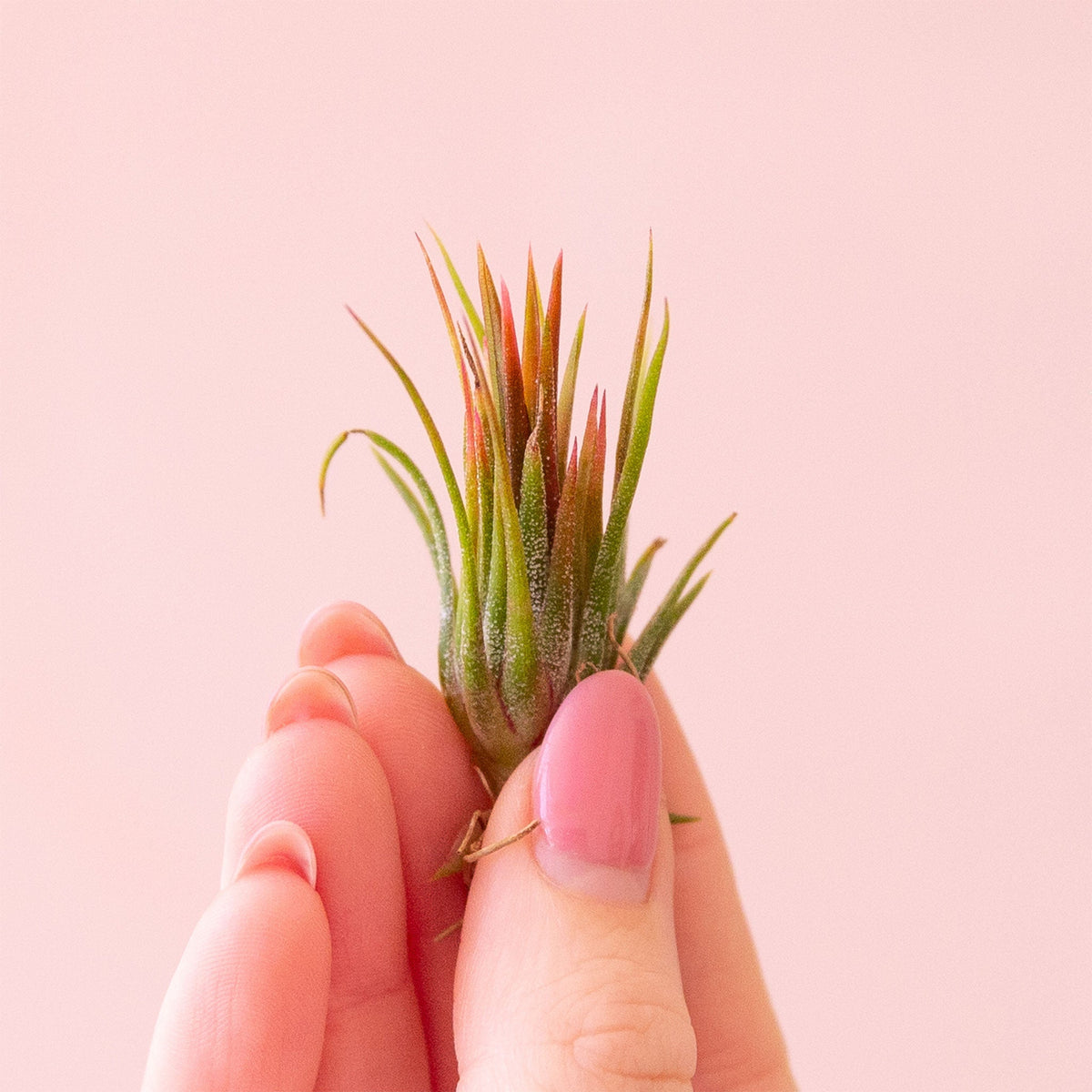 Tillandisa - Ionantha – Pigment