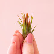 Tillandsia | Ionantha Fuego