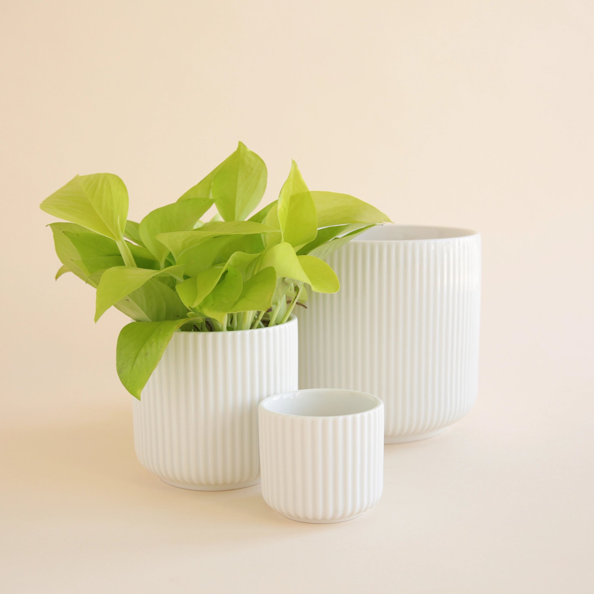 small porcelain plant pots Lucy Planter