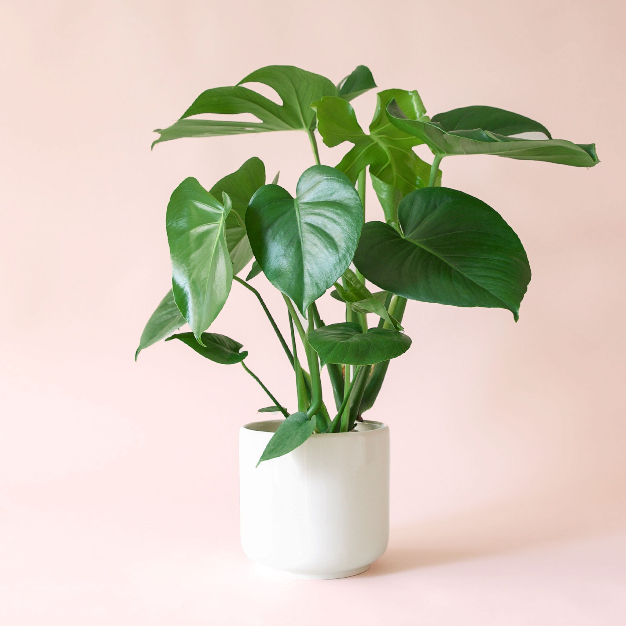 Monstera