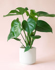 Monstera | Deliciosa