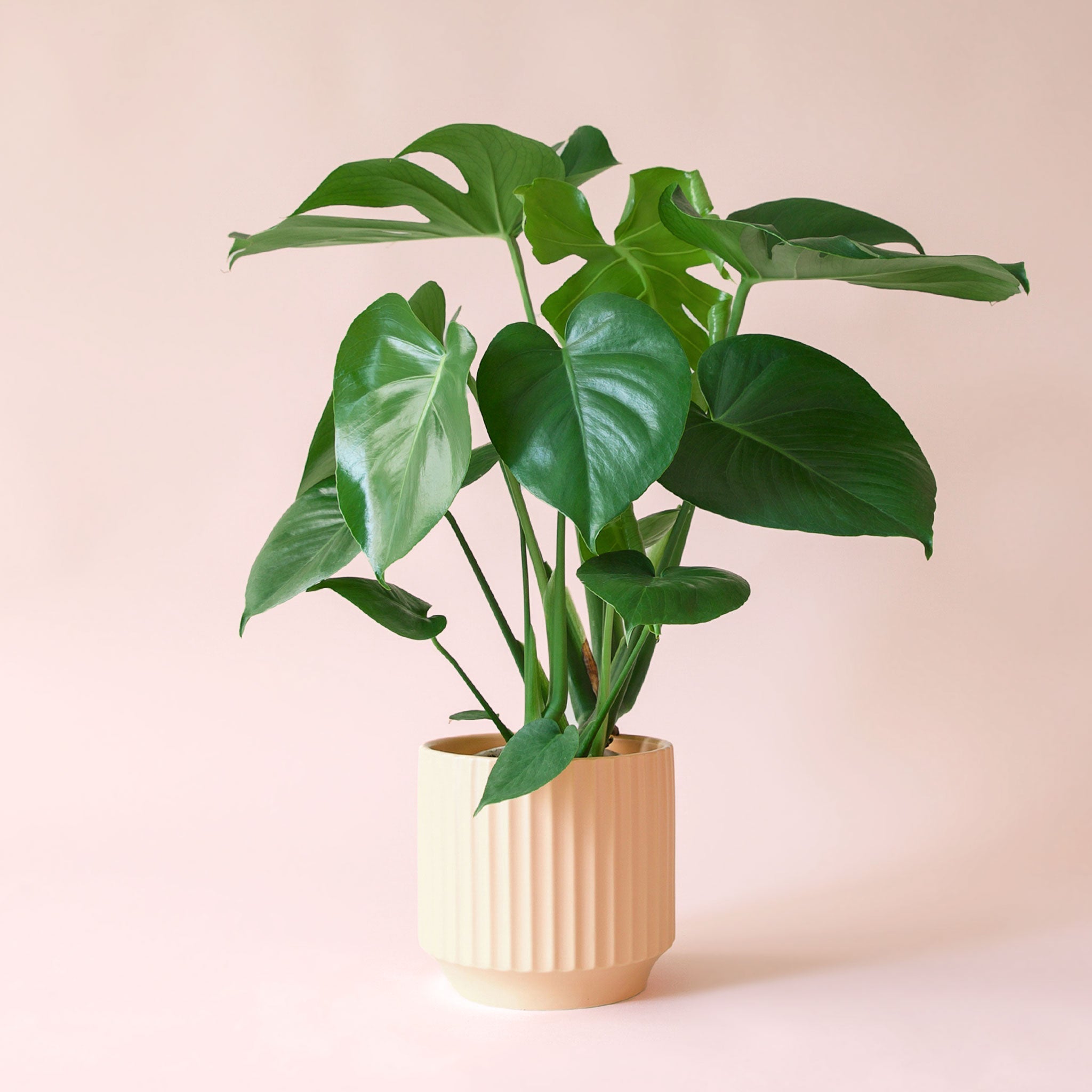 monstera planter pot Monstera