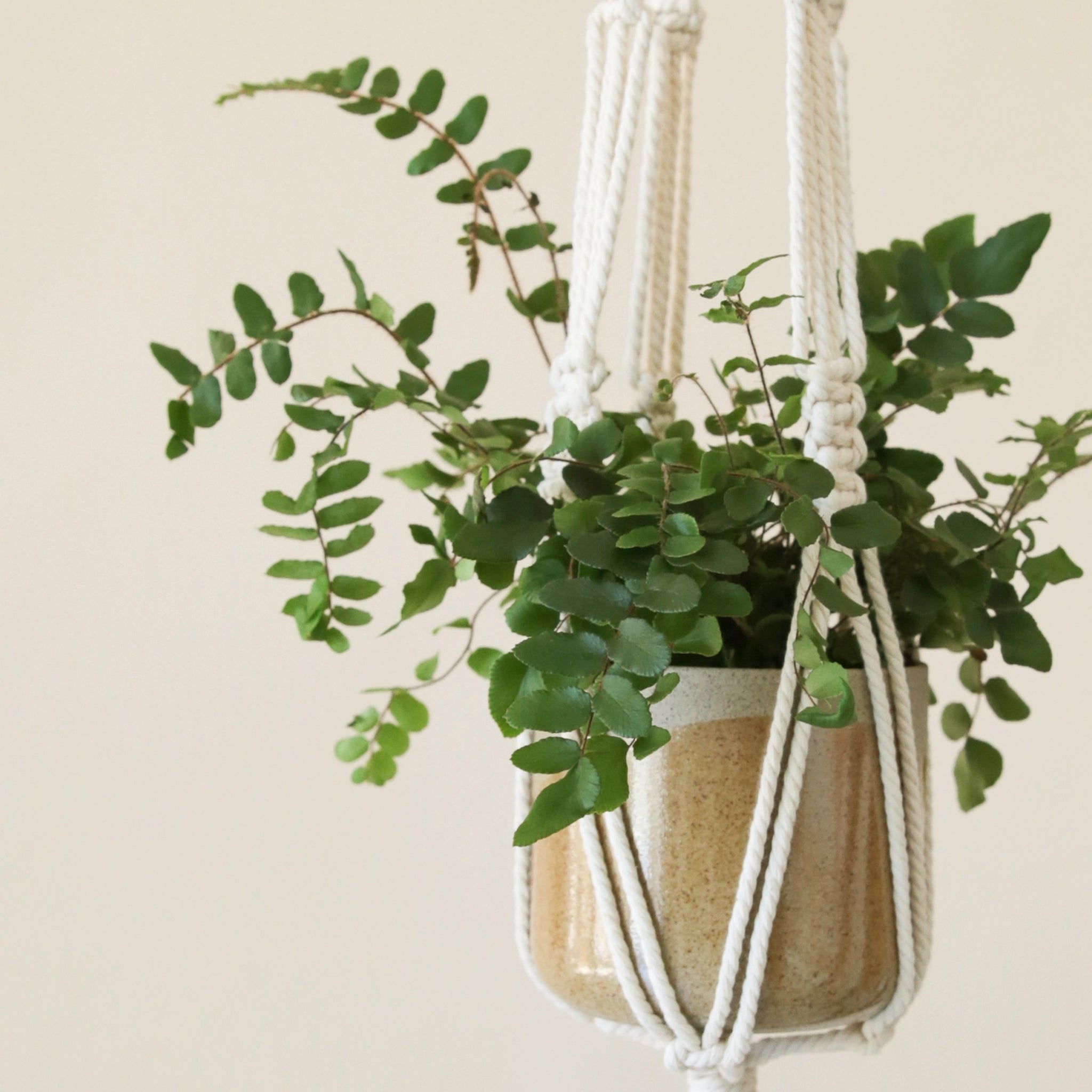 macrame plant hanger class Macrame Plant Hanger Workshop – Pigment