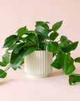 Pothos | Green