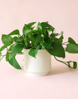 Pothos | Green