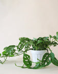 a Monstera Adansonii Swiss cheese plant in a white ceramic planter