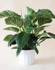 In front of a white background is a round white pot. Inside the pot is a philodendron brikin. The light green stems are tall and stick straight up. Most of the leaves are green and pointed at the top. Some of the leaves have white stripes.
