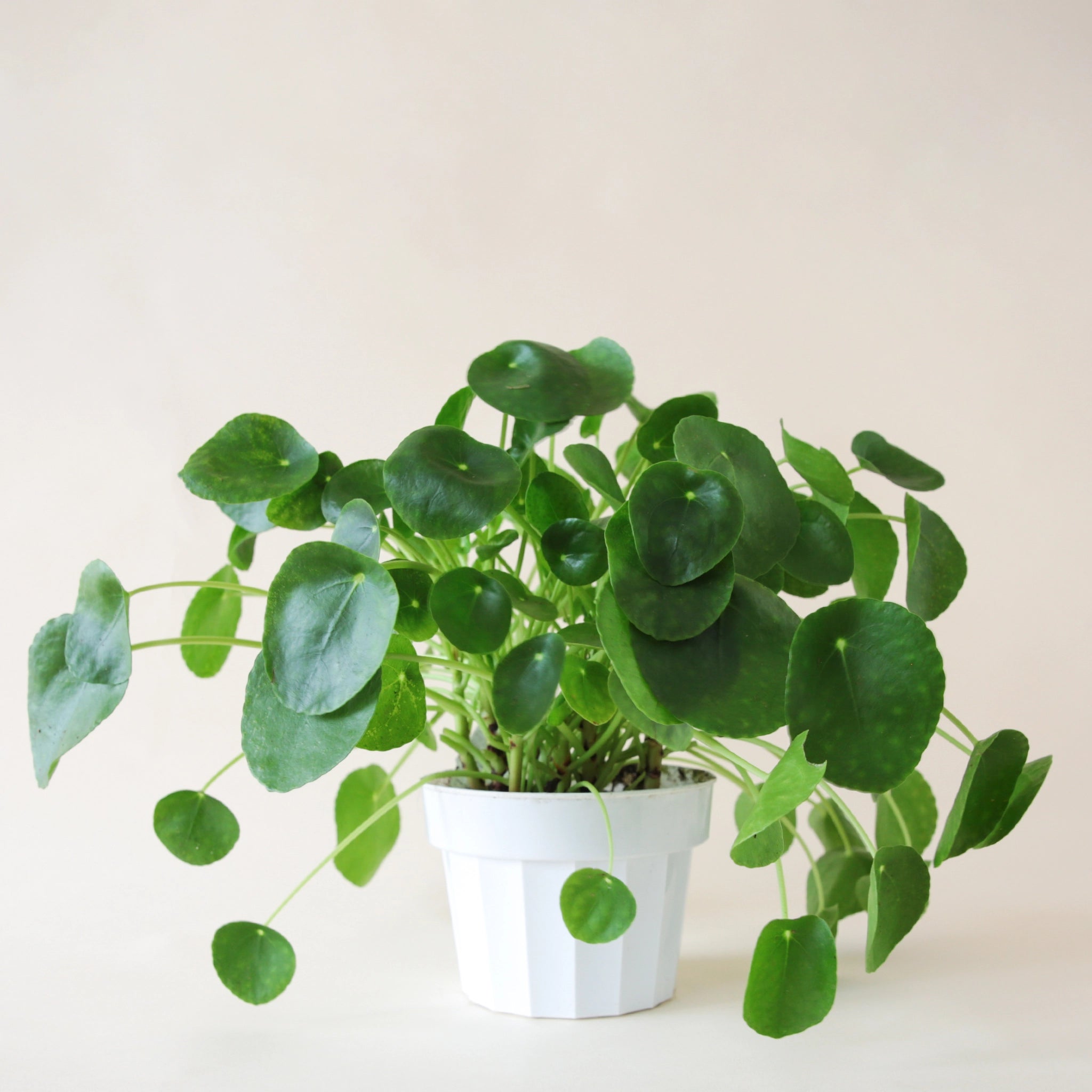 a pilea peperomioid with bright green, round leaves sits in a white pot