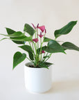 Anthurium 'Zizou' Purple planted in a round white pot. Anthurium has dark green spade shaped leaves and tall flat grape colored flower petals and dark purple stamen.