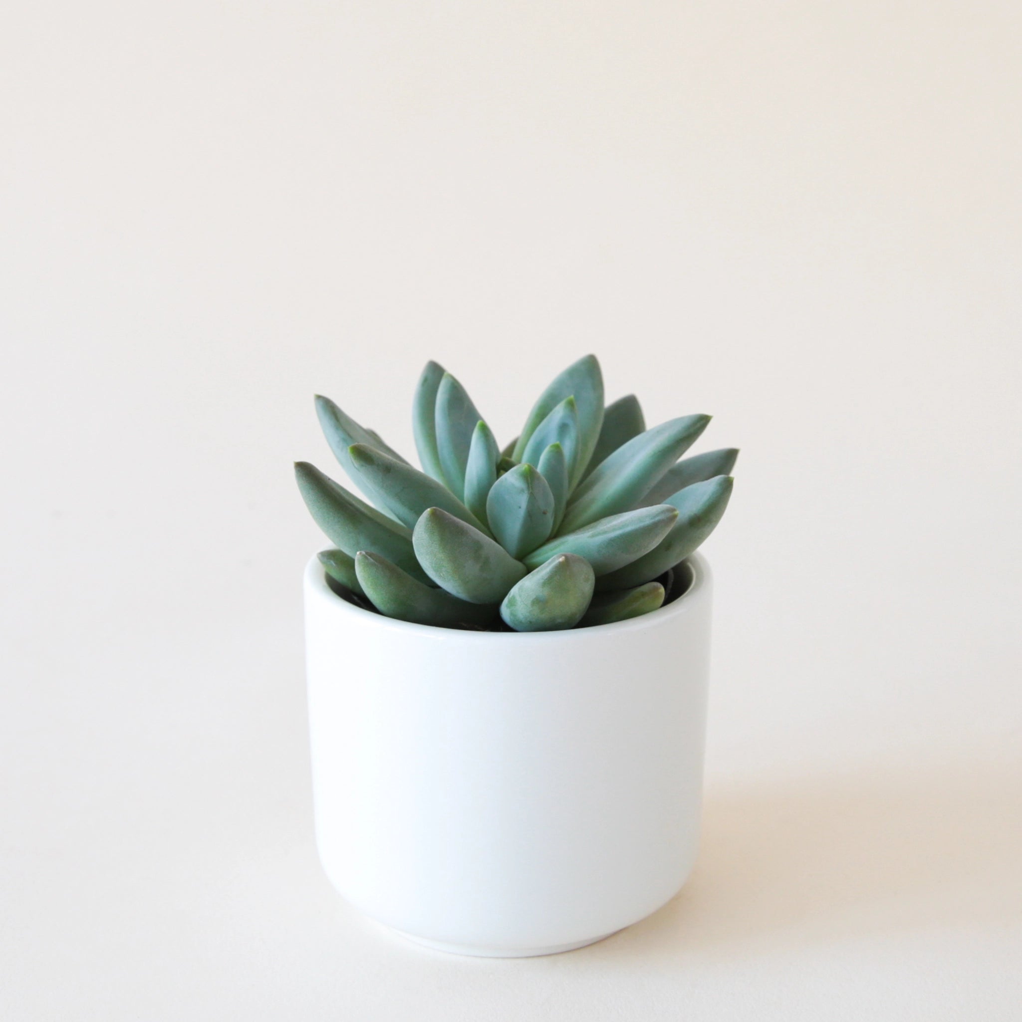 little jewel succulent tall Pachyveria