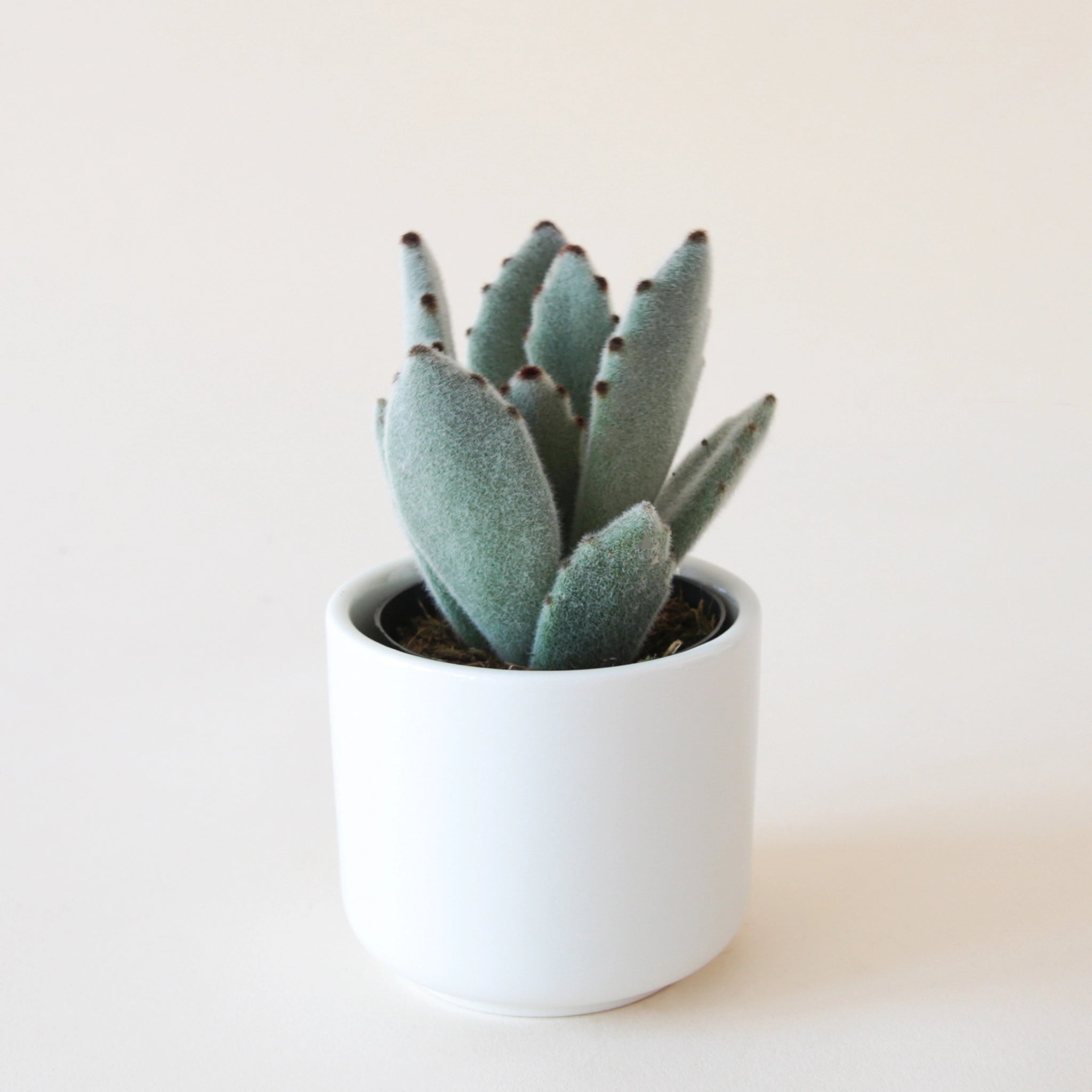 white panda succulent Kalanchoe