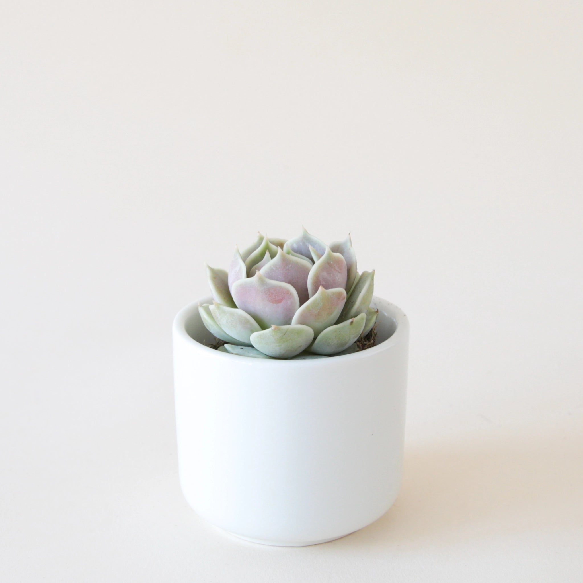 soft green and lavender lola succulent in a small white pot