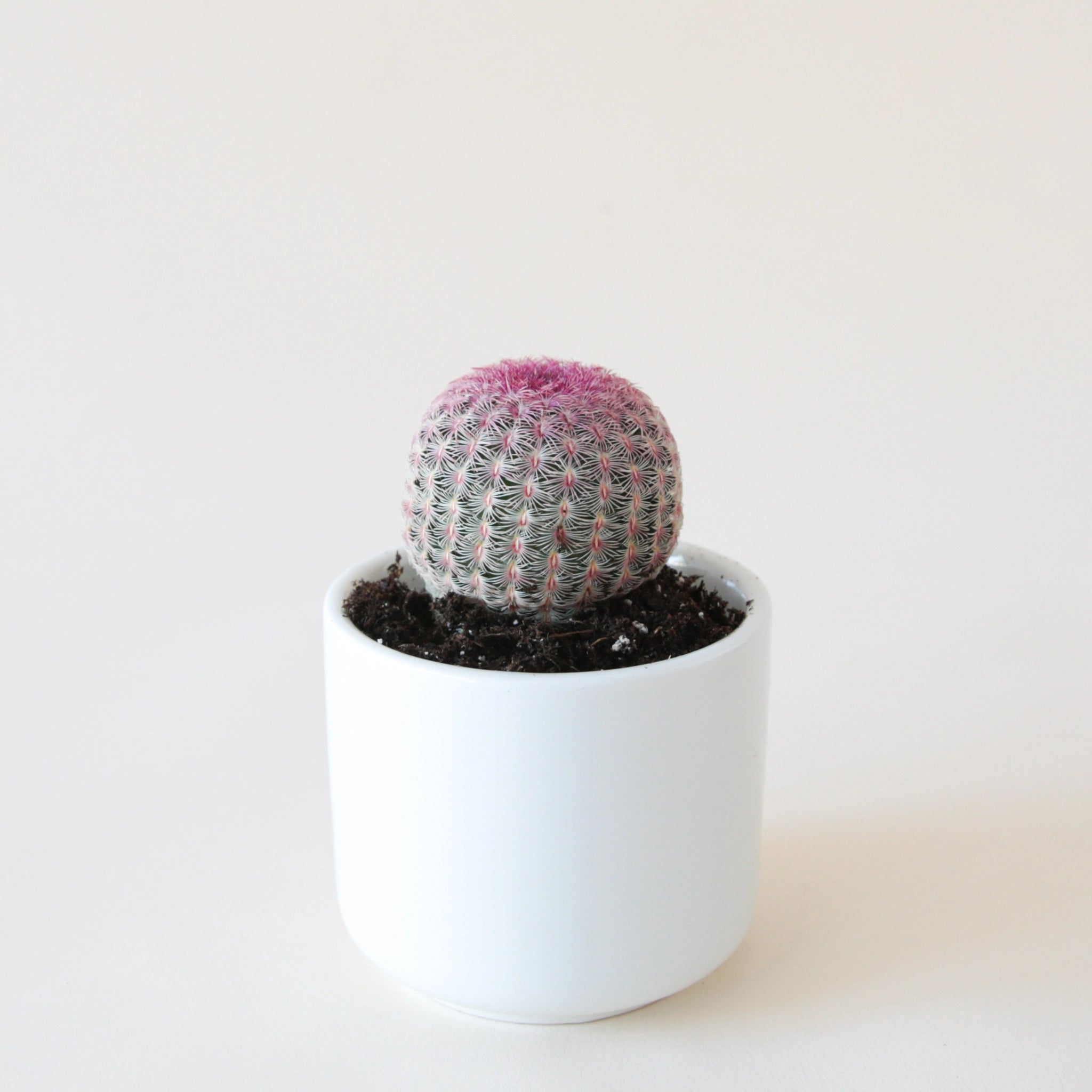 rainbow hedgehog cactus in a small white pot