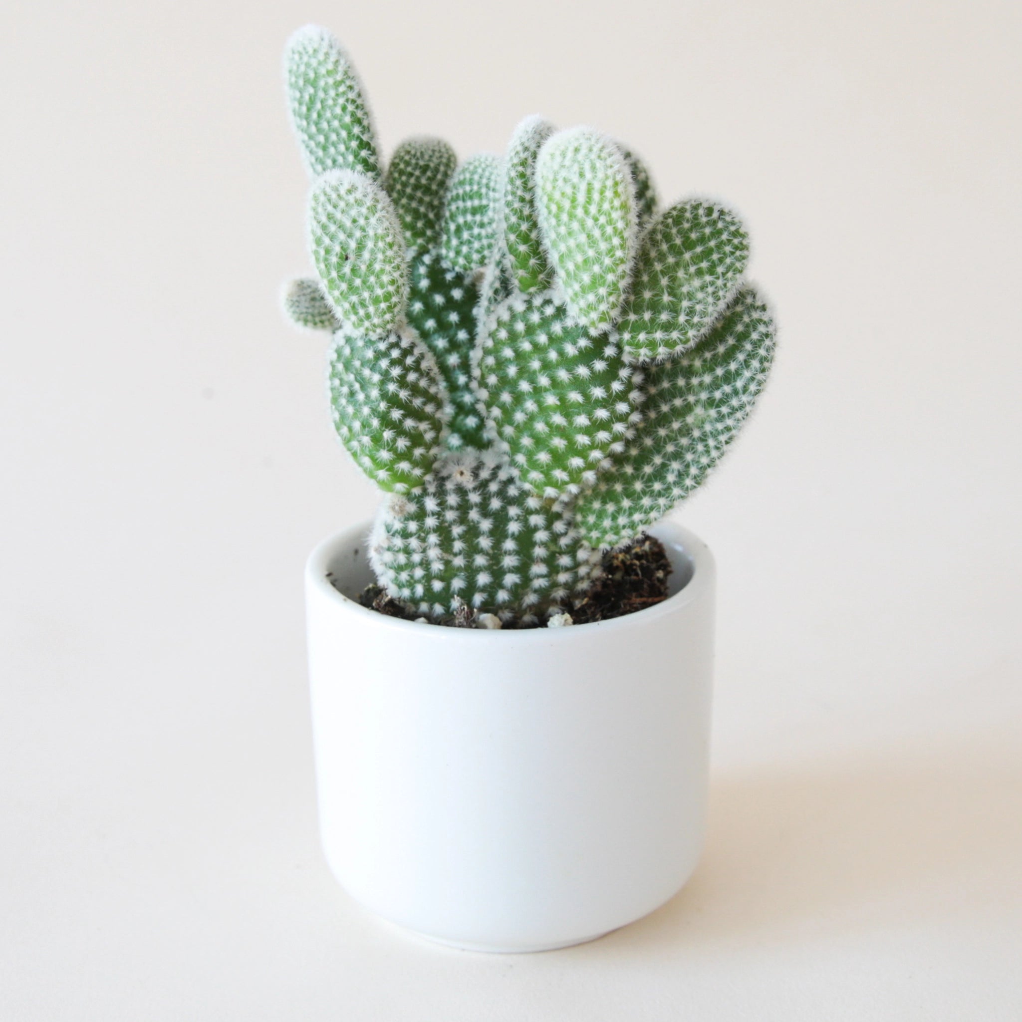 angel wing cactus in a small white pot