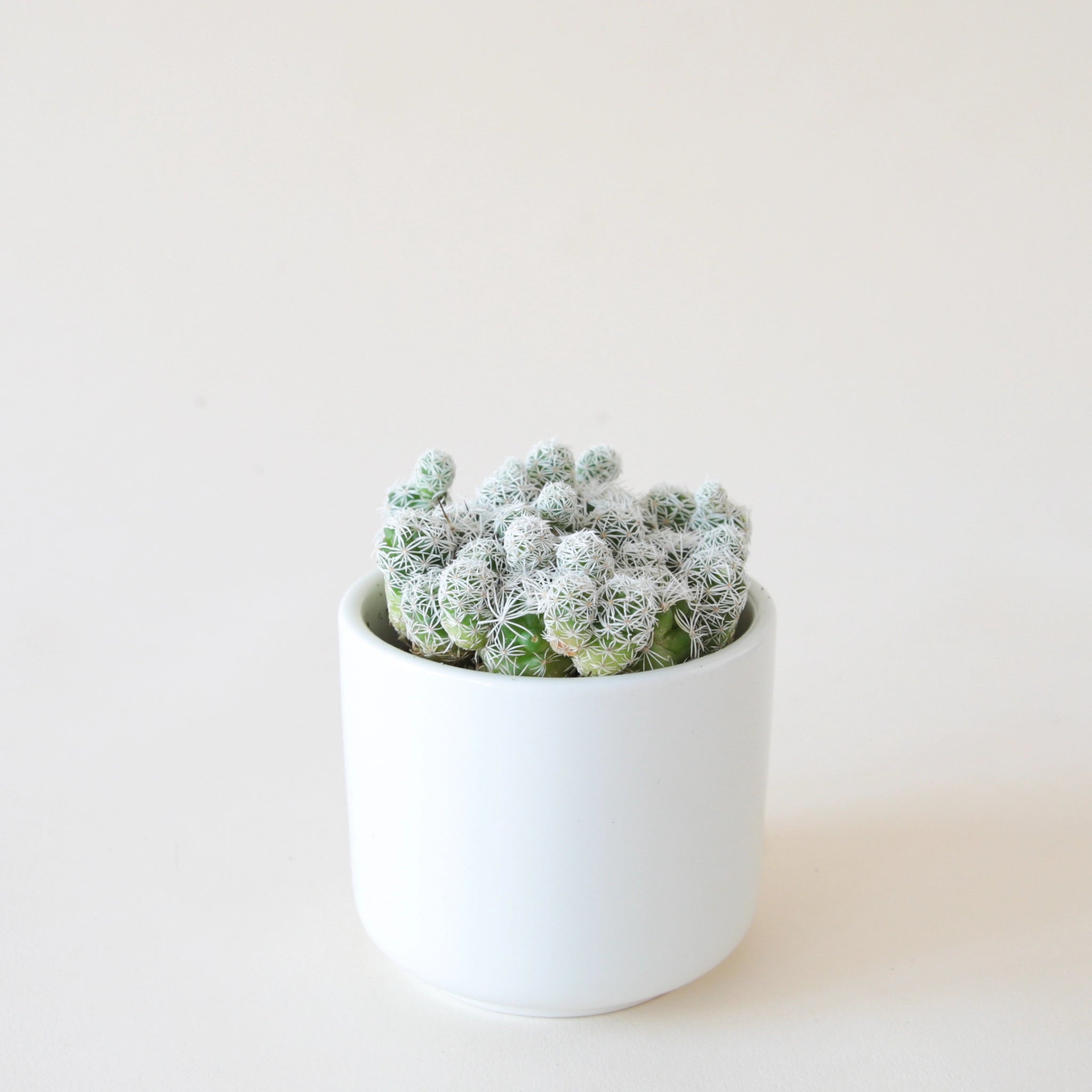 thimble cactus in a small white pot