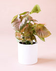 gainst a soft pink background is a white, cylinder pot. Inside the pot is a tall, light green plant. The leaves are shaped like an arrowhead. The top of the leaves are dusted with a dusty rose color.