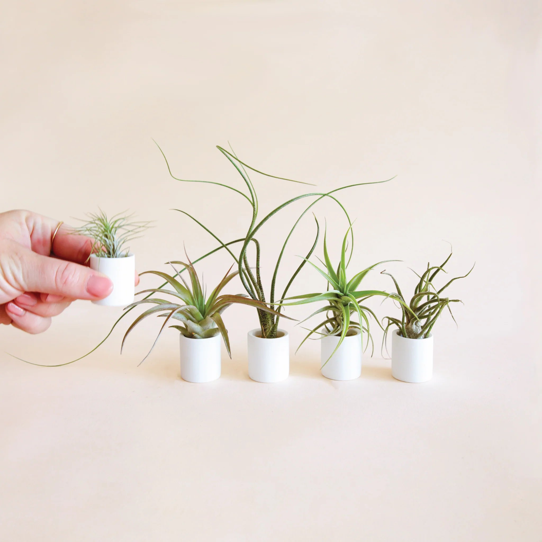 air planter Tiny Planter and Tiny Air Plants Pack – Pigment