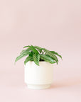Green plant is shown in a white pot.