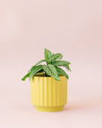 Green plant is shown in a green pot.