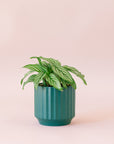 Green plant is shown in a blue pot.