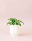 Green plant is shown in a white pot.