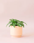 Green plant is shown in a pink pot.