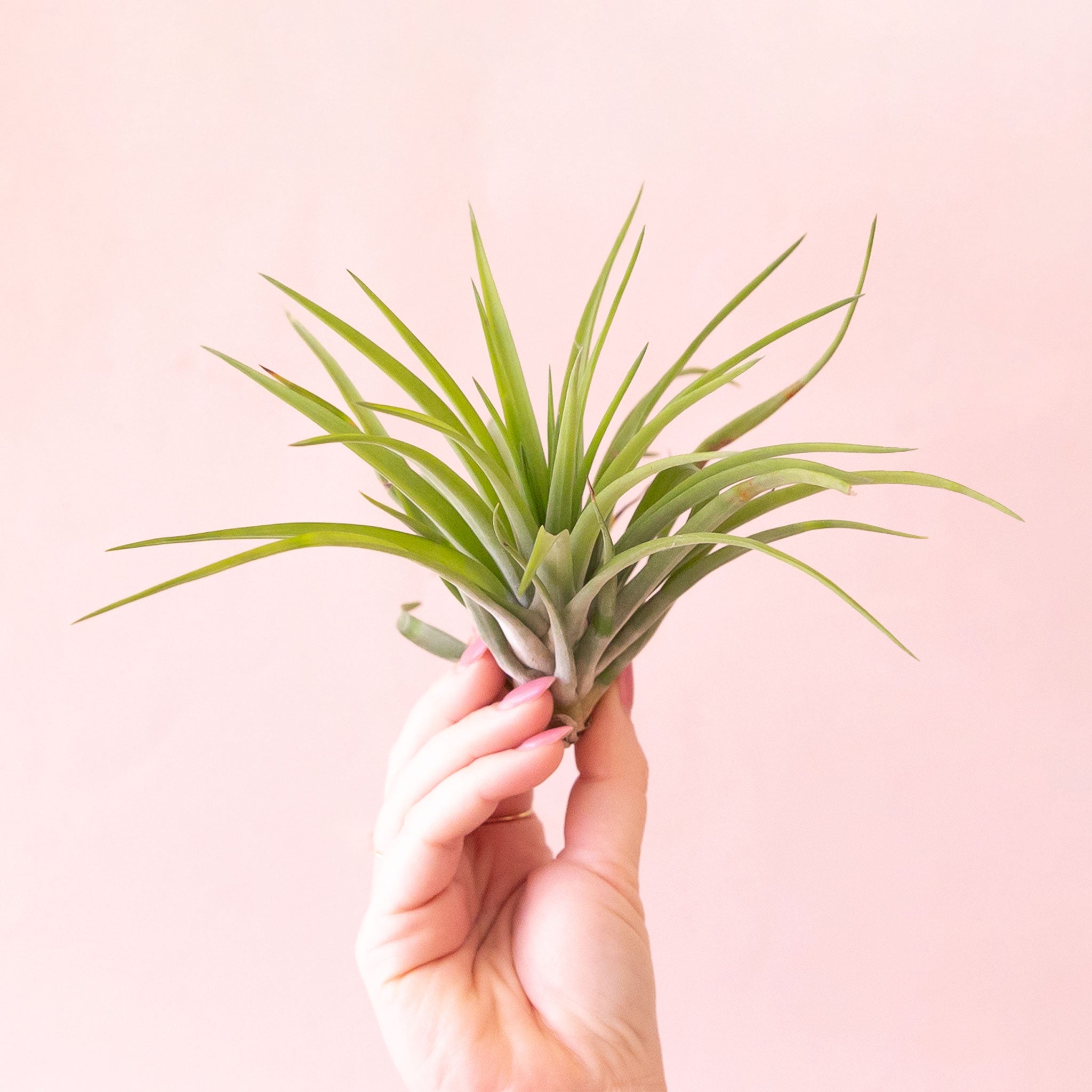 air plant velutina Tillandsia