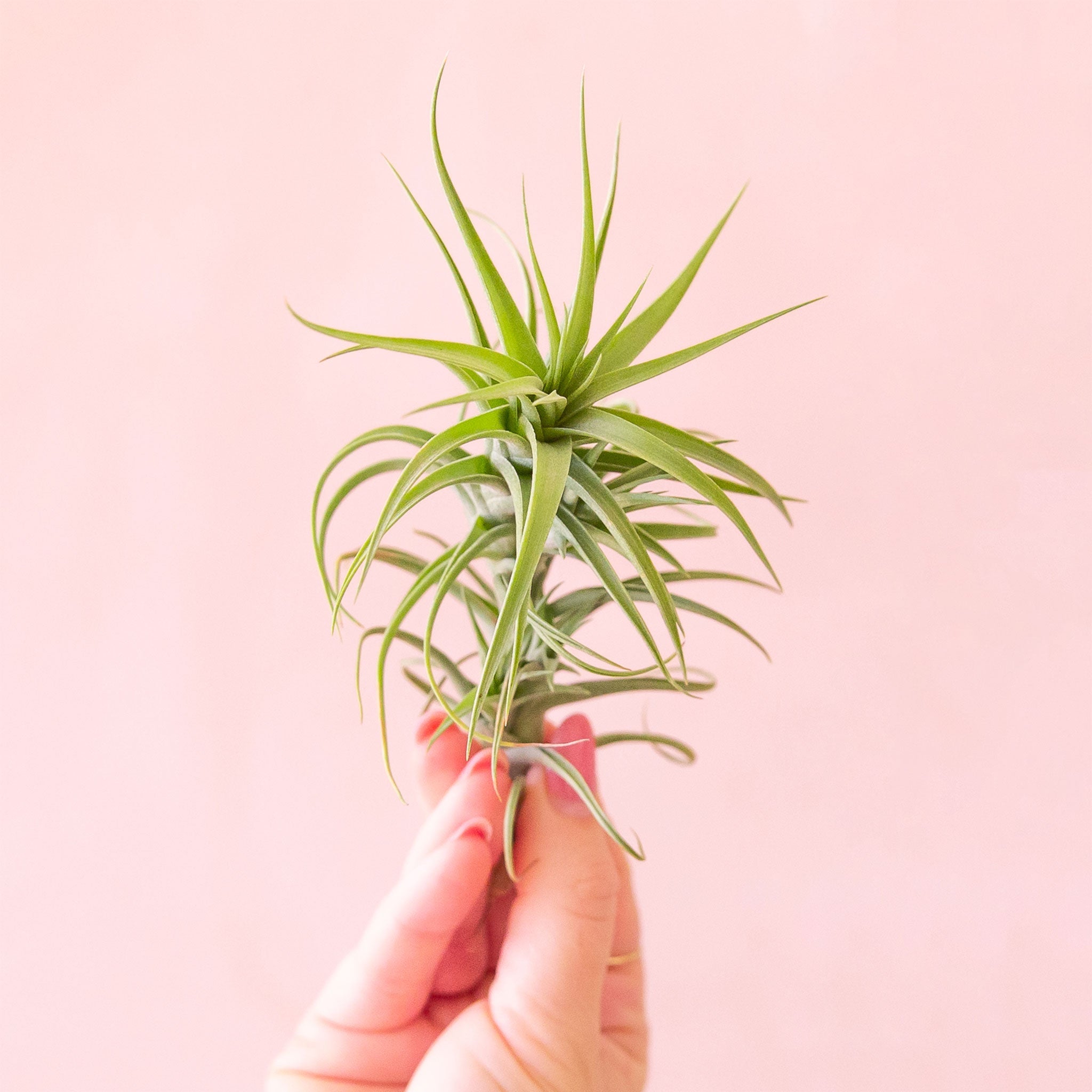 aeranthos air plant Tillandsia
