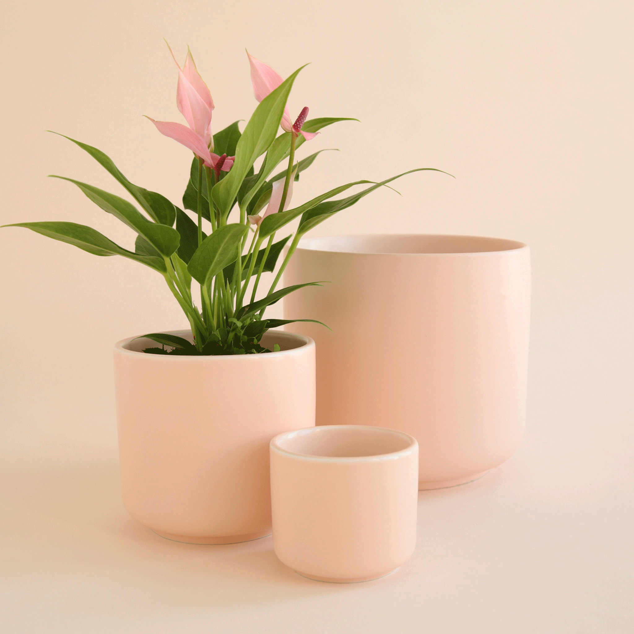 On a cream background is three different sized pink ceramic pots, one holding a anthurium plant.