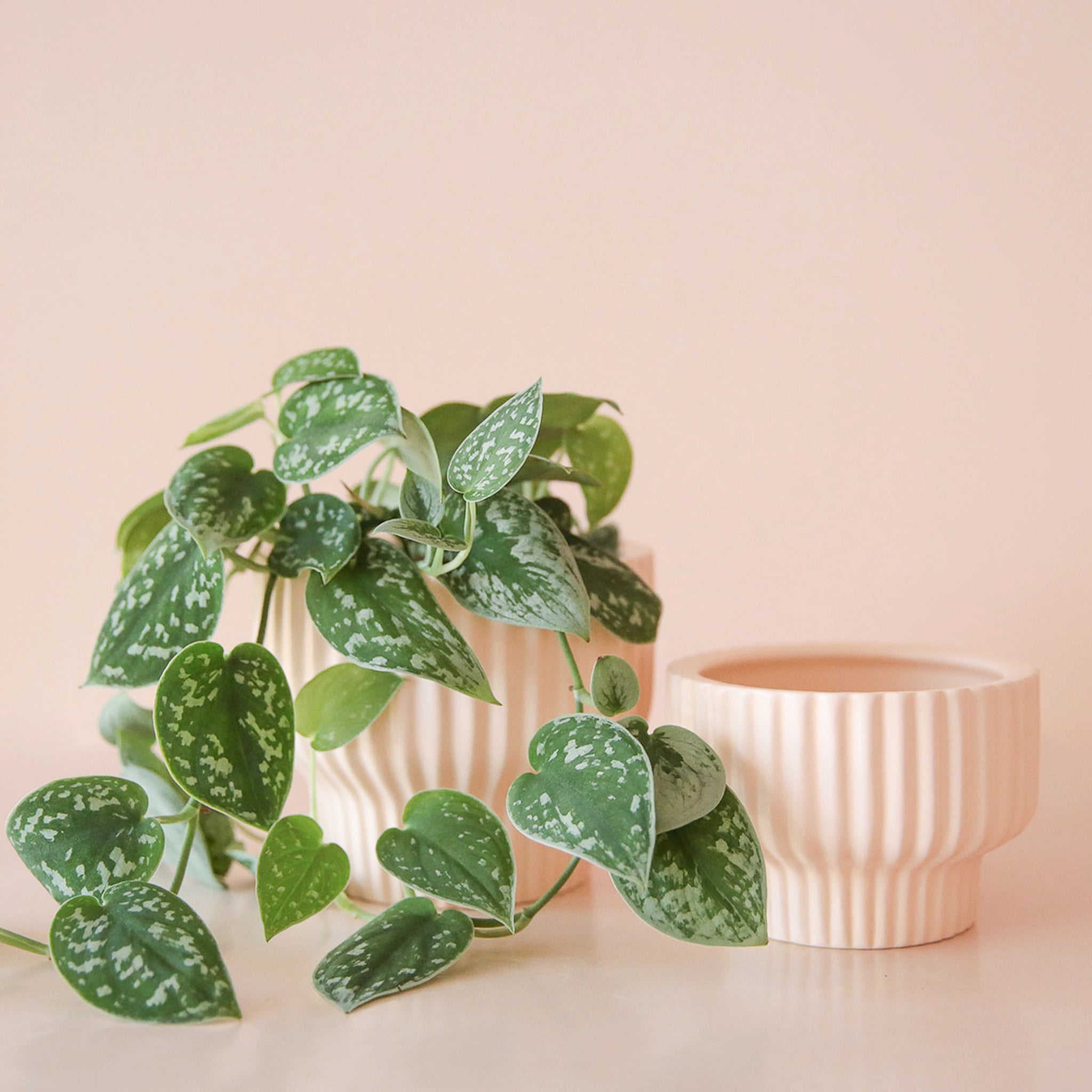 On a peachy background is a light pink ribbed pedestal planter in two different sizes with a vine plant inside the larger or the two.