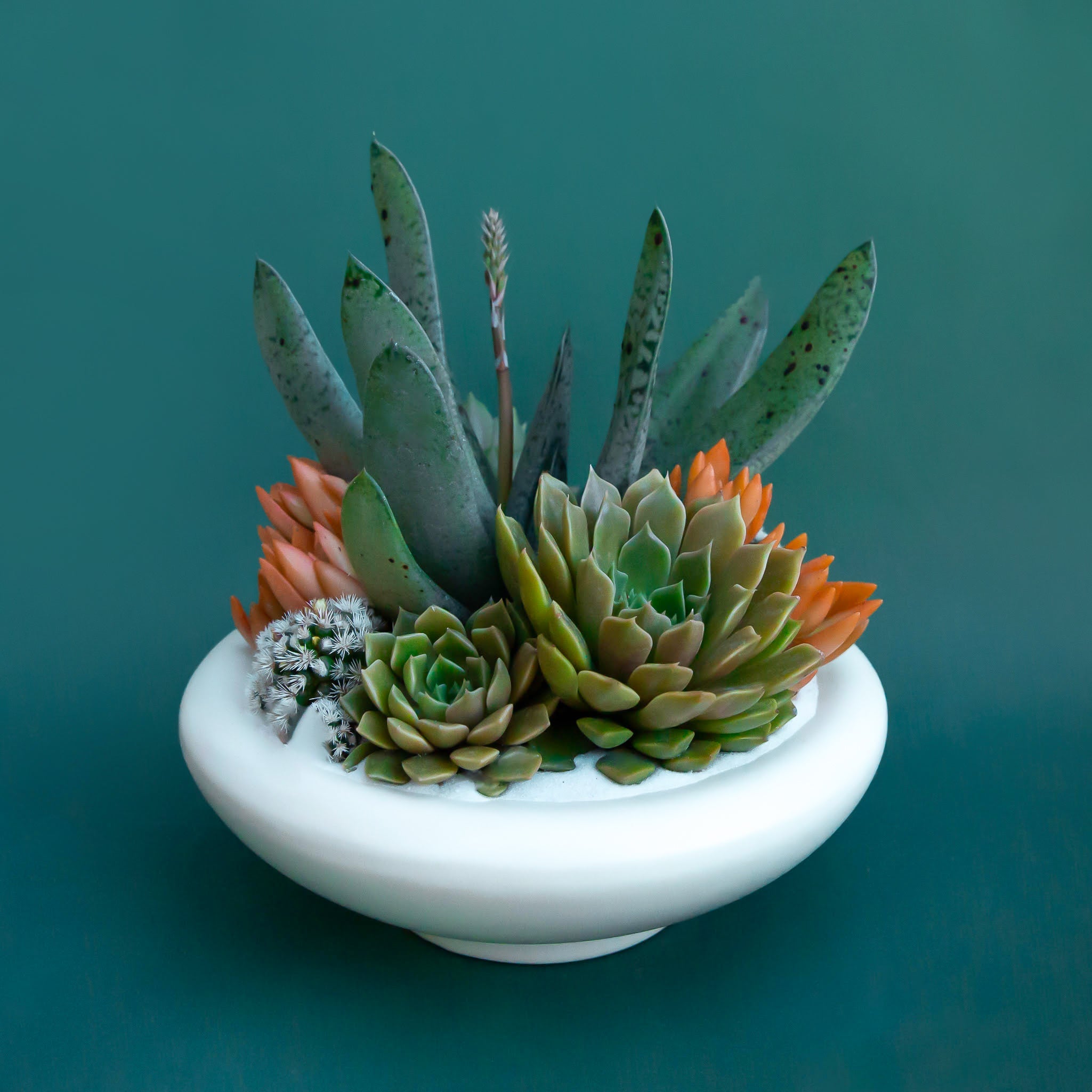 birdie plant pot Birdie Bowl