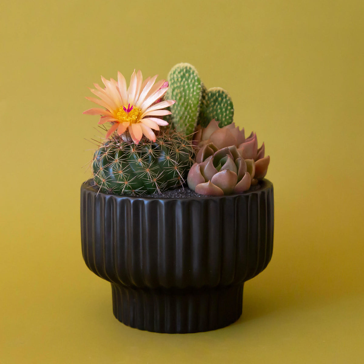 succulent potting class Succulent Planting Workshop – Pigment