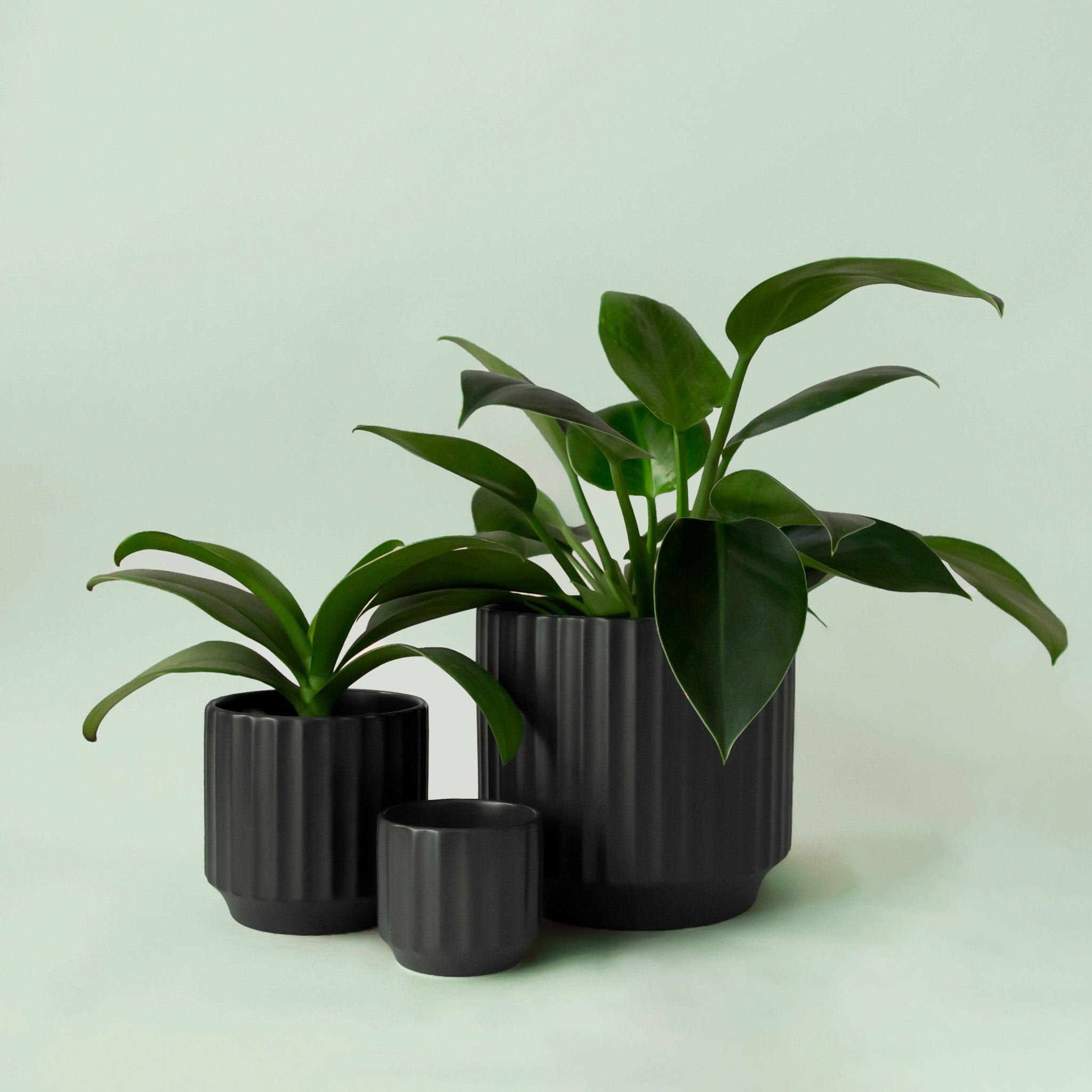 black ceramic planter indoor Monroe Planter | Black