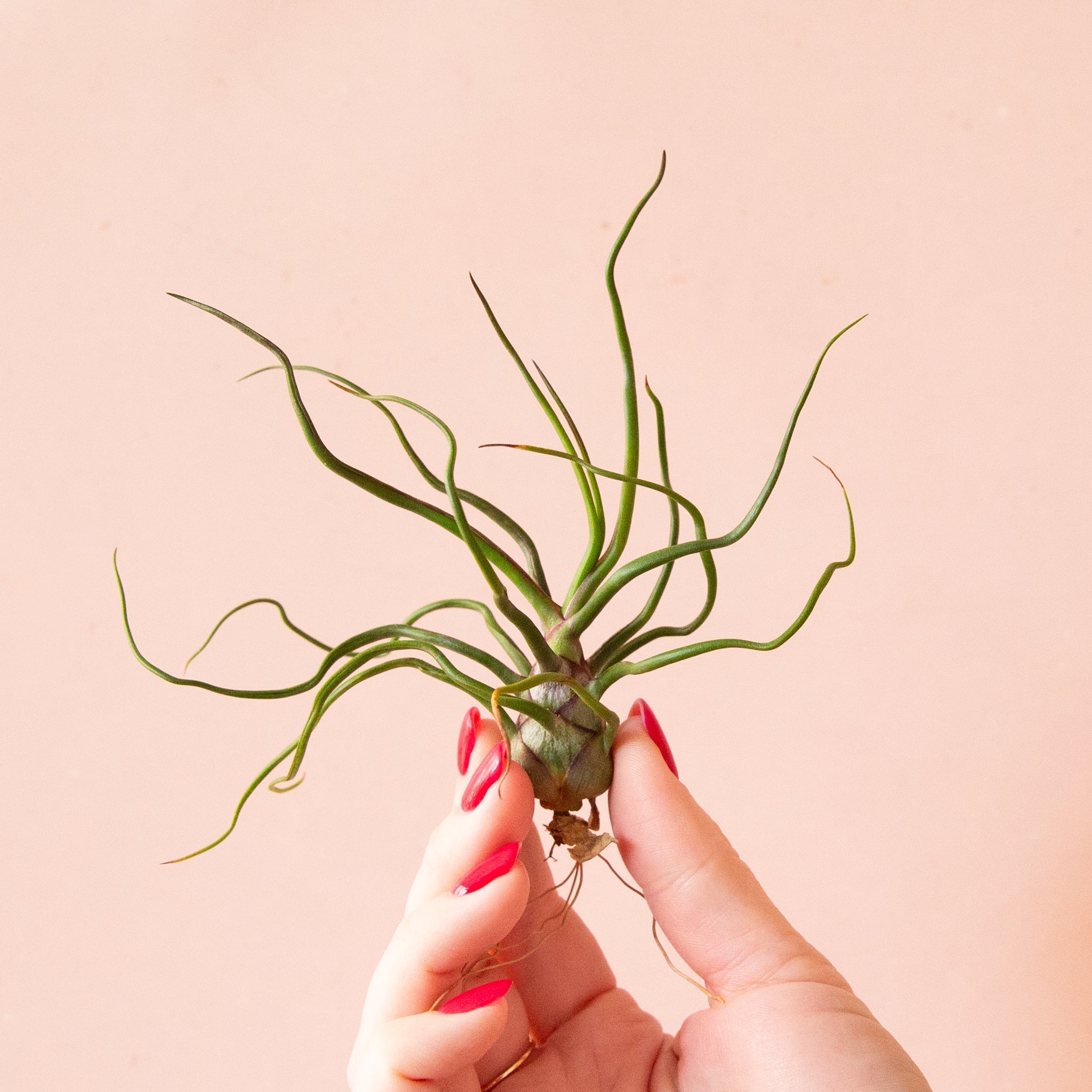 guatemala air plant Tillandsia
