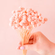A bundle of pink button dried flowers.