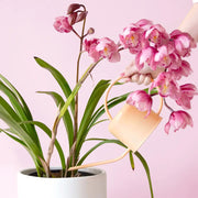 A tan watering can with a round handle and a long spout for out of reach places.
