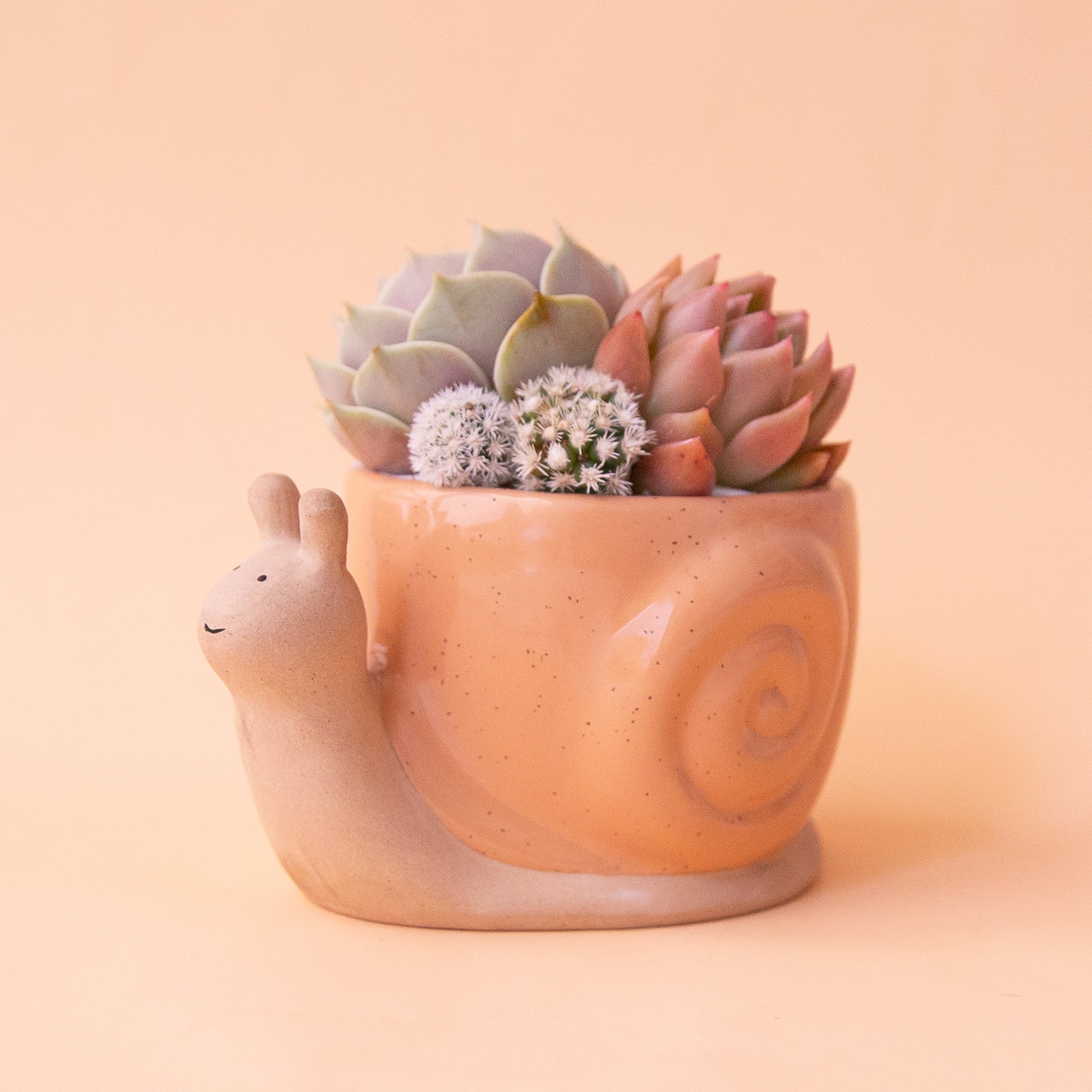 On a peachy background is an orange snail shaped planter filled with a cactus and succulent arrangement.