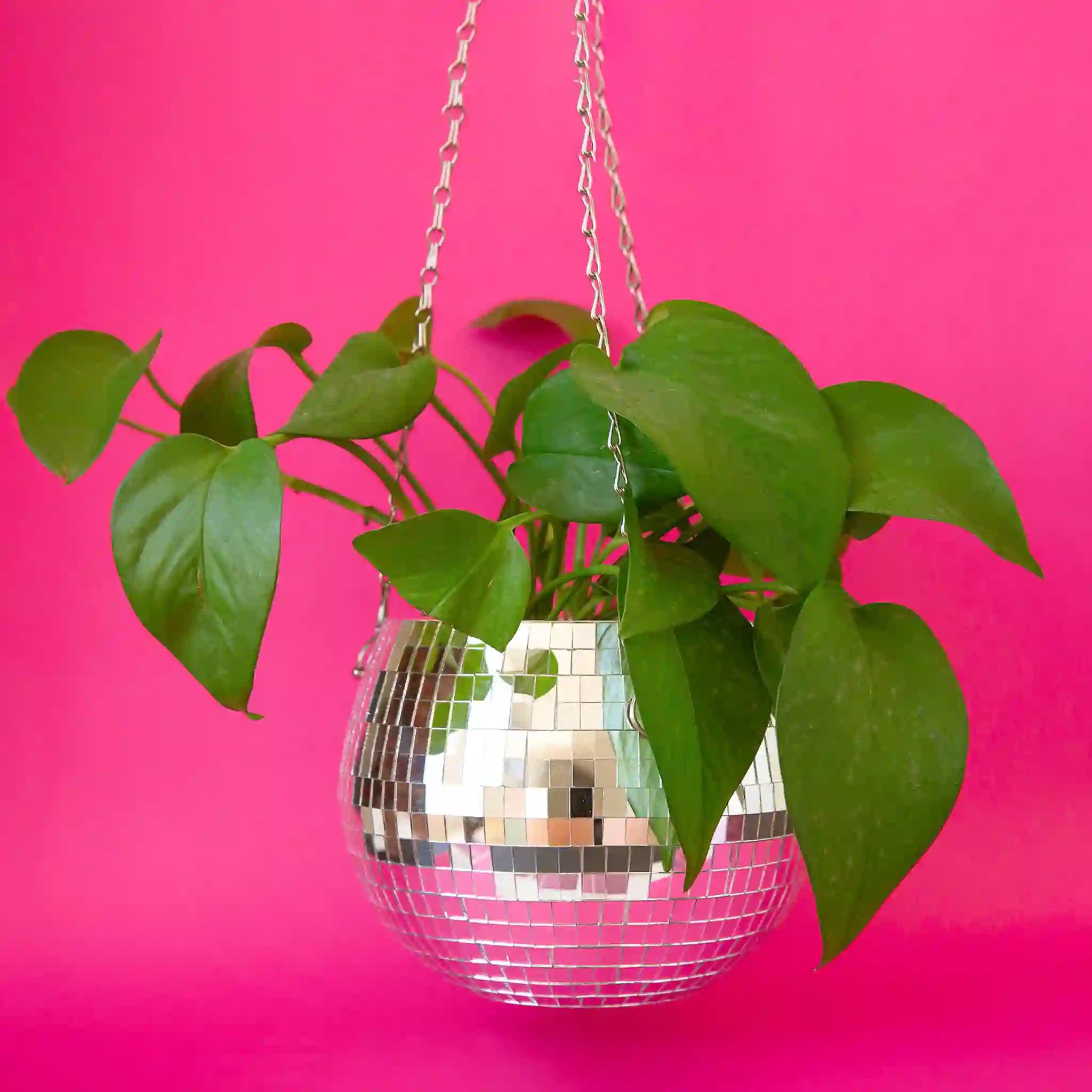 A round disco ball hanging planter with a 6&quot; opening and a silver chain hanger photographed here with a green trailing plant.