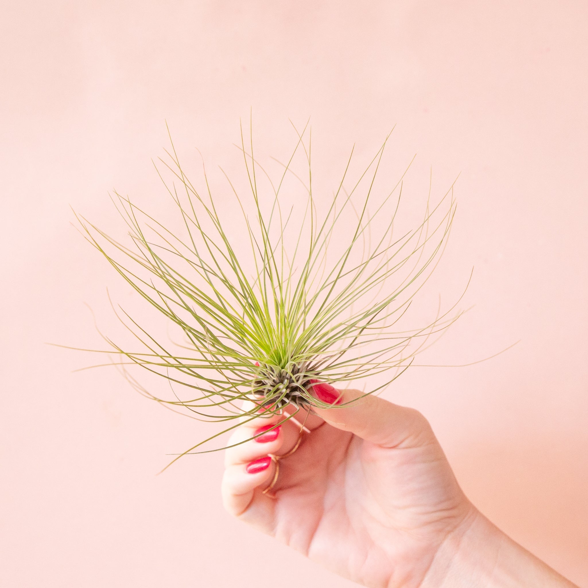 filifolia air plant Tillandsia