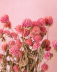 A bundle of pink round dried florals.